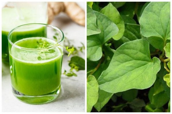 🌿 Rau Diếp Cá – Thảo Dược Quen Thuộc Với Nhiều Công Dụng Bất Ngờ